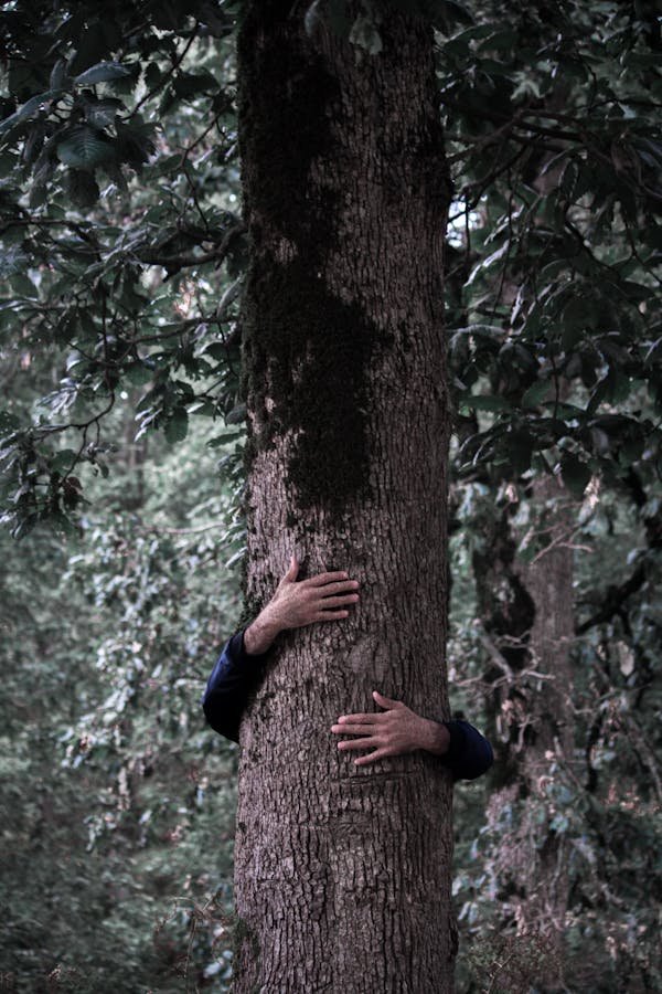 Explorez les bienfaits surprenants du câlin arbre